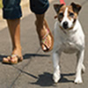 Dog Walkers