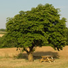 Environmental Services