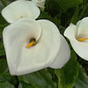 Funeral Services