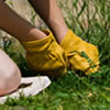 Gardeners