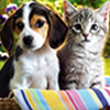 Pet Portraits Companies
