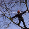 Tree Surgeons