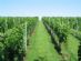Cottages in OKEHAMPTON - Eastcott Vineyard Holiday Cottages