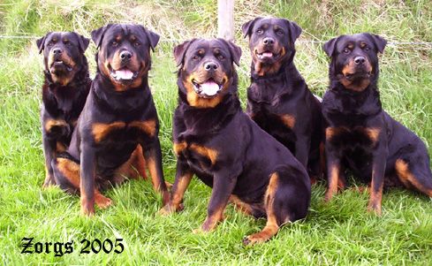 colorado rottweiler reviews zorgs rottweilers cat and breeder in blairgowrie uk colorado rottweiler reviews zorgs rottweilers cat and breeder in blairgowrie uk
