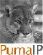 Telecoms Software in BILLERICAY - PumaIP
