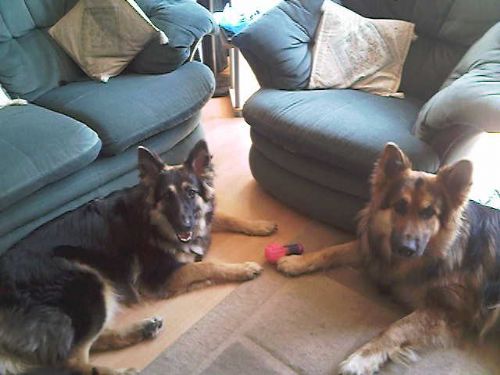 Dog Training Sittingbourne Dog Training Sittingbourne
