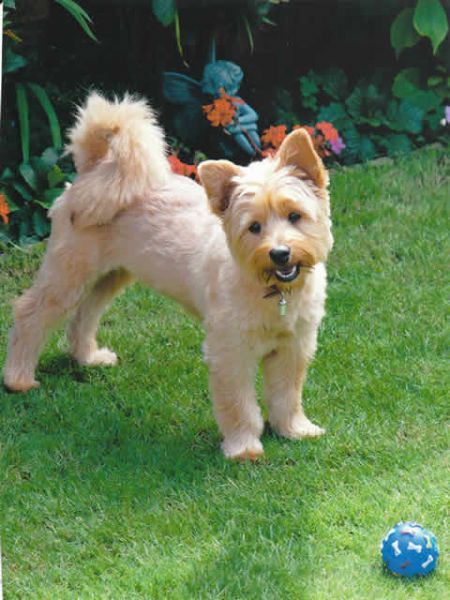 Dog Training Sittingbourne Dog Training Sittingbourne