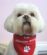 Dog Grooming in POOLE - The Absolute Mutts Dog Grooming in POOLE - The Absolute Mutts
