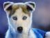 in BEXHILL-ON-SEA - Komfy K9 in BEXHILL-ON-SEA - Komfy K9