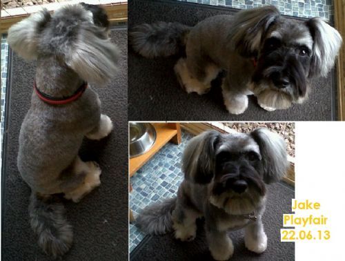 Counterconditioning Dog Grooming Counterconditioning Dog Grooming