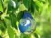  in KNARESBOROUGH - Pear