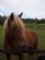 Horse Trainers in ATTLEBOROUGH - Becca Frank