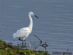 Nature Photography in SAWBRIDGEWORTH - Peter Woods Photography