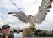 Environment and Ecology Management in SOUTHMINSTER - Effective Bird Control