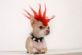 pet grooming in ORPINGTON - Poppy's Pet Parlour pet grooming in ORPINGTON - Poppy's Pet Parlour