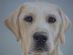 Pets and Animals in COALVILLE - Elaine's Dog Portraits Pets and Animals in COALVILLE - Elaine's Dog Portraits