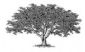 Tree Surveys in LONDON - Arborhelp