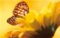 Counselling Services in WARE - Alison Bennett