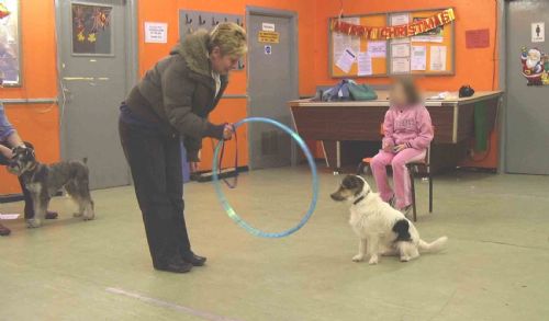 Dog Training Classes Newcastle Upon Tyne Dog Training Classes Newcastle Upon Tyne