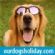 Holiday Homes in LLANDYSUL - Our Dogs Holiday