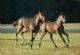 Bookmakers in IPSWICH - Hudsons Horses