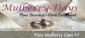 in NORWICH - Mulberry Days Celebrants in NORWICH - Mulberry Days Celebrants