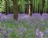 photographers in TRING - Inspirational Photography