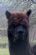Alpaca Breeder in DENBIGH - NorWEFT/Sodom Hall Alpacas