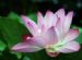 in STOCKTON-ON-TEES - Lotus Blossom Acupuncture in STOCKTON-ON-TEES - Lotus Blossom Acupuncture