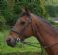 Equestrian Services in LYDNEY - The Horse Nanny