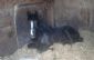 Horse Riding in BARNSLEY - SunnyDays Horsesitting