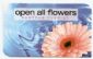 in ACCRINGTON - Open All Flowers in ACCRINGTON - Open All Flowers