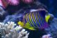 Aquariums in ILKLEY - Coral Reef Uk Aquatics