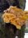 Tree Surveys in LONDON - NorthLondonTrees