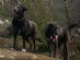  in HARROGATE - Anne Paraskos Dog Walking