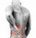 massage therapists in BELFAST - Morgan Physio