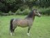 Horse Trainers in ST. ASAPH - The Horse Trainer