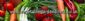 Plant Sales in CHELTENHAM - Vegetable Garden Direct