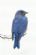 complementary therapy in MAIDSTONE - Bluebird Hypnotherapy