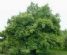 Gardeners in BURNTWOOD - M Hodson Tree Work Services Gardeners in BURNTWOOD - M Hodson Tree Work Services