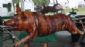 Hog Roast in EAST GRINSTEAD - Hog The Lot Catering Co