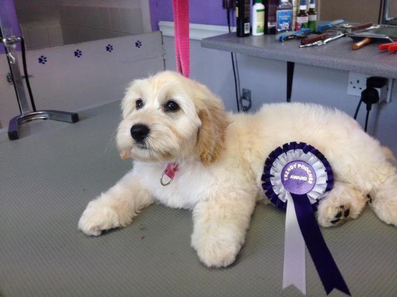 Trendy Pooches Dog Grooming Company in Hoylake, Wirral (UK)