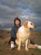 Pet Services in BRIDGEND - Marys Pooch Pad Pet Services in BRIDGEND - Marys Pooch Pad