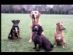  in CHESTERFIELD - Walkies Pet Services