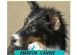  in SWANSEA - Amarok Canine Services Ltd