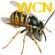 pest control in KING'S LYNN - Wasp Control Norfolk