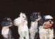 Dog Grooming in BRIGHTON - Willows Woofers Dog Grooming Dog Grooming in BRIGHTON - Willows Woofers Dog Grooming