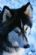 dog training in OSWESTRY - Beastly Thoughts Dog Services