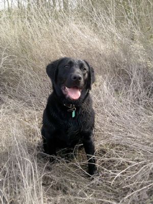 Swithens Farm Dog Training Swithens Farm Dog Training
