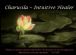 Spiritual Healing in LONDON - Divine Light Energy Healing